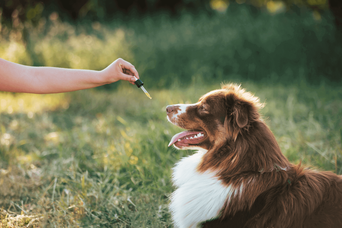 cbd öl für tiere