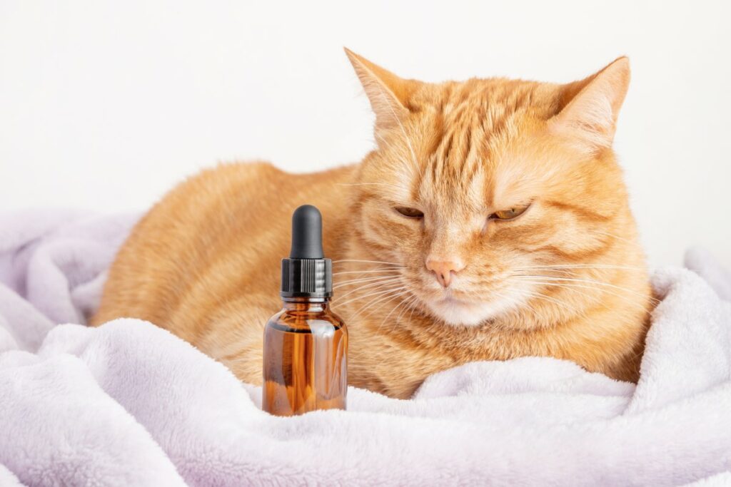 cbd öl für tiere