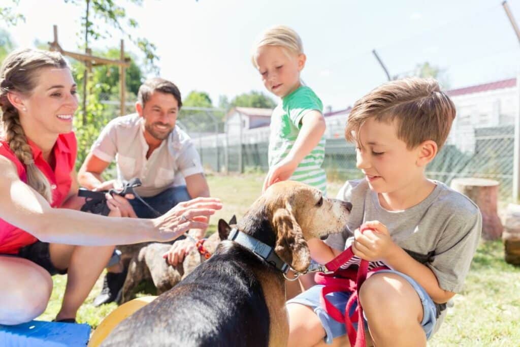 hund kaufen 2