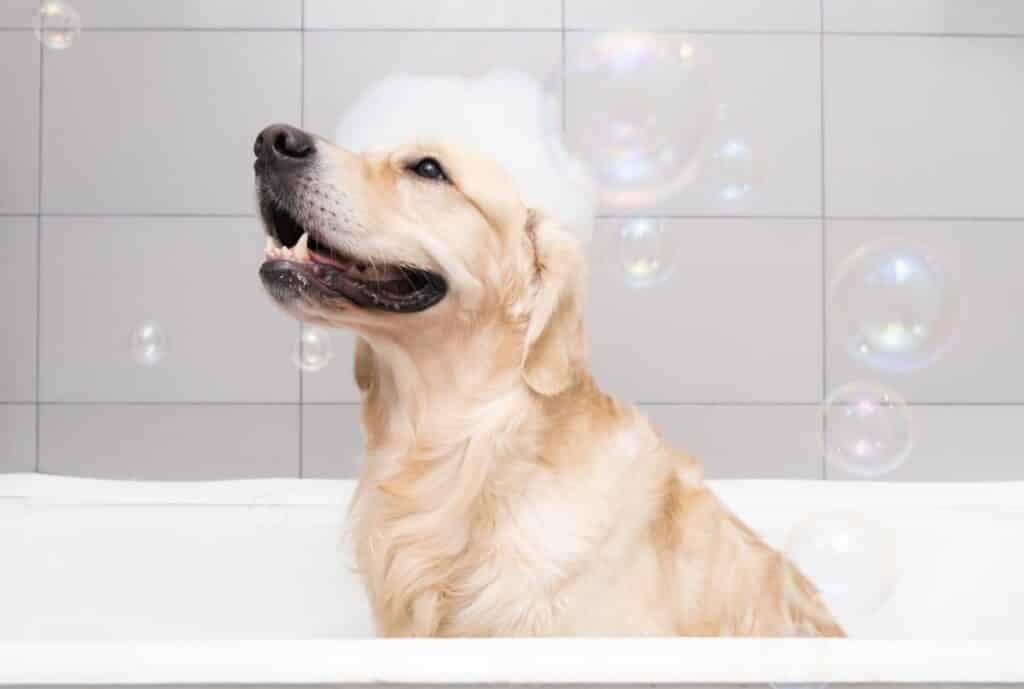 hundezubehör1