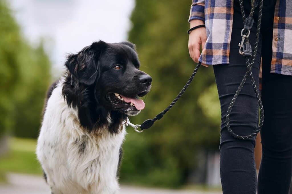 hundezubehoer2