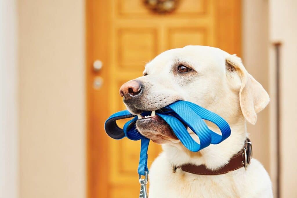 hundezubehör2