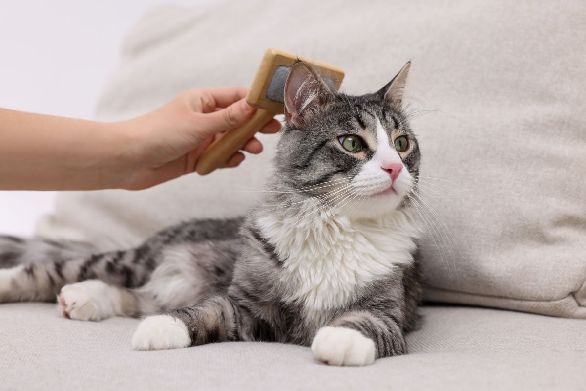 katzenzubehoer
