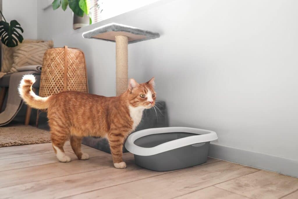 katzenzubehoer 3