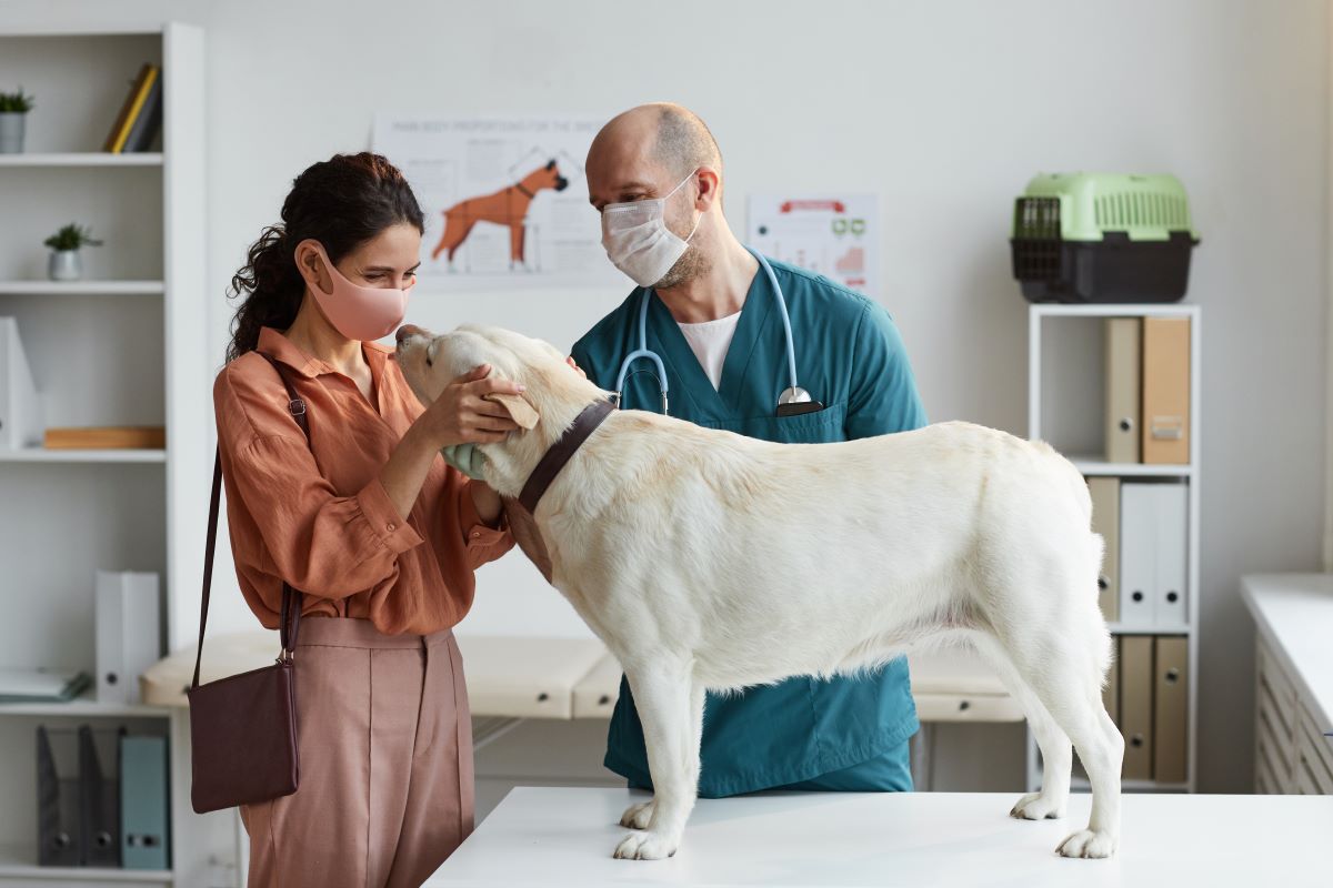 können hunde corona bekommen