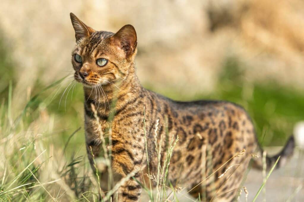 leopardkatze-1