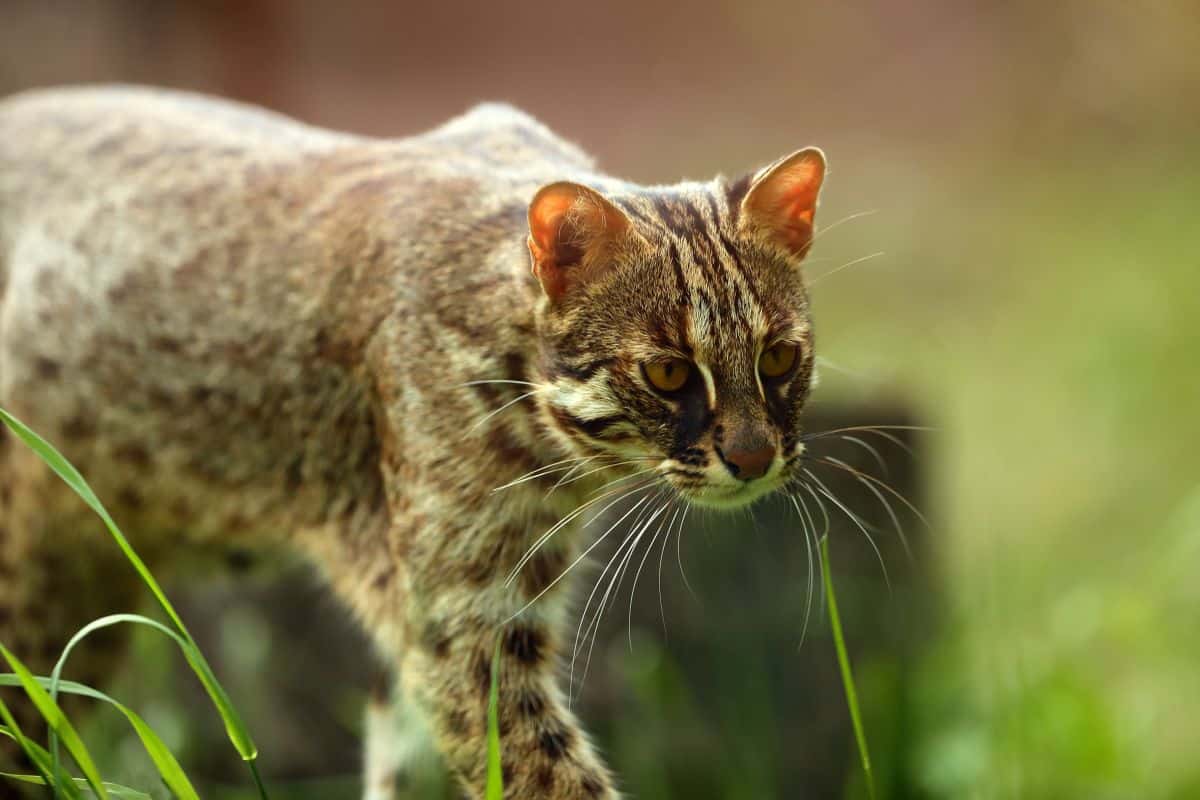 leopardkatze-2