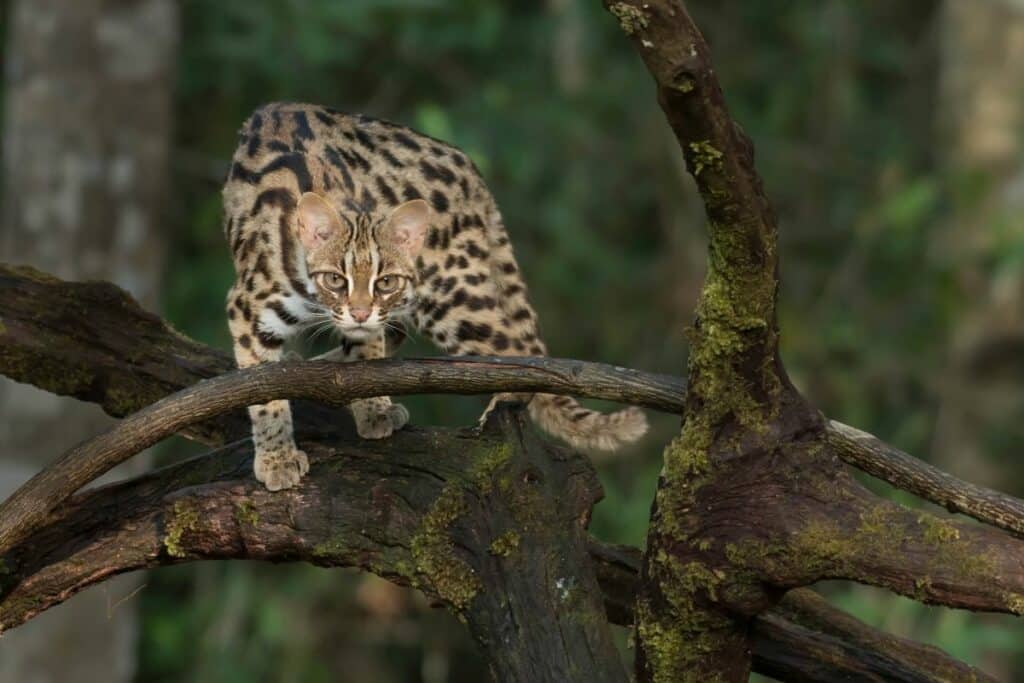 leopardkatze-3