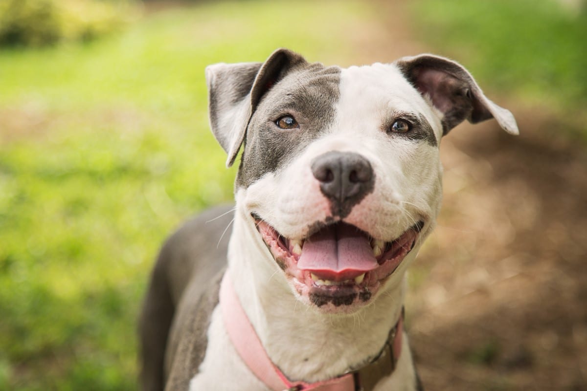 pitbull