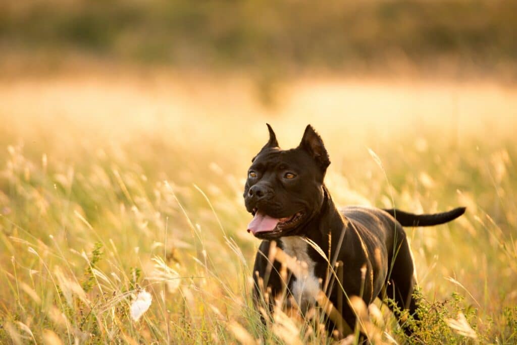pitbull 2