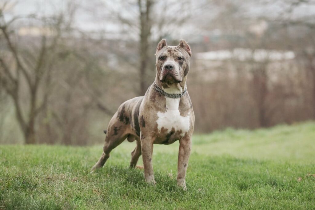 pitbull 3