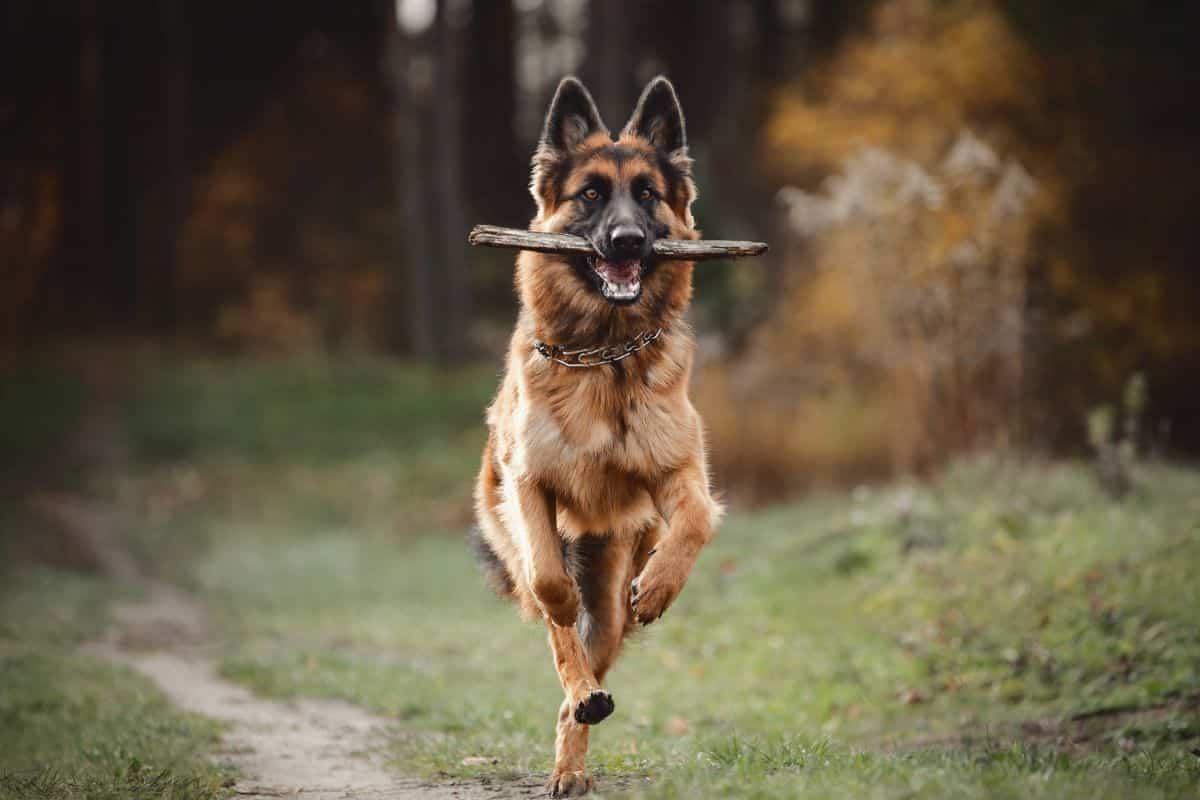 schaeferhund2