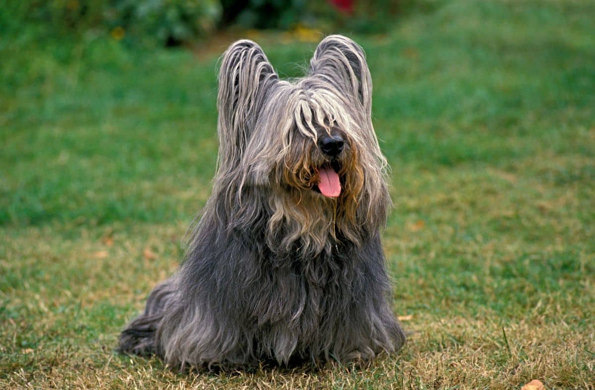 skyeterrier1