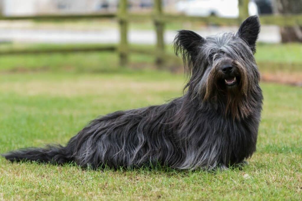 skyeterrier2