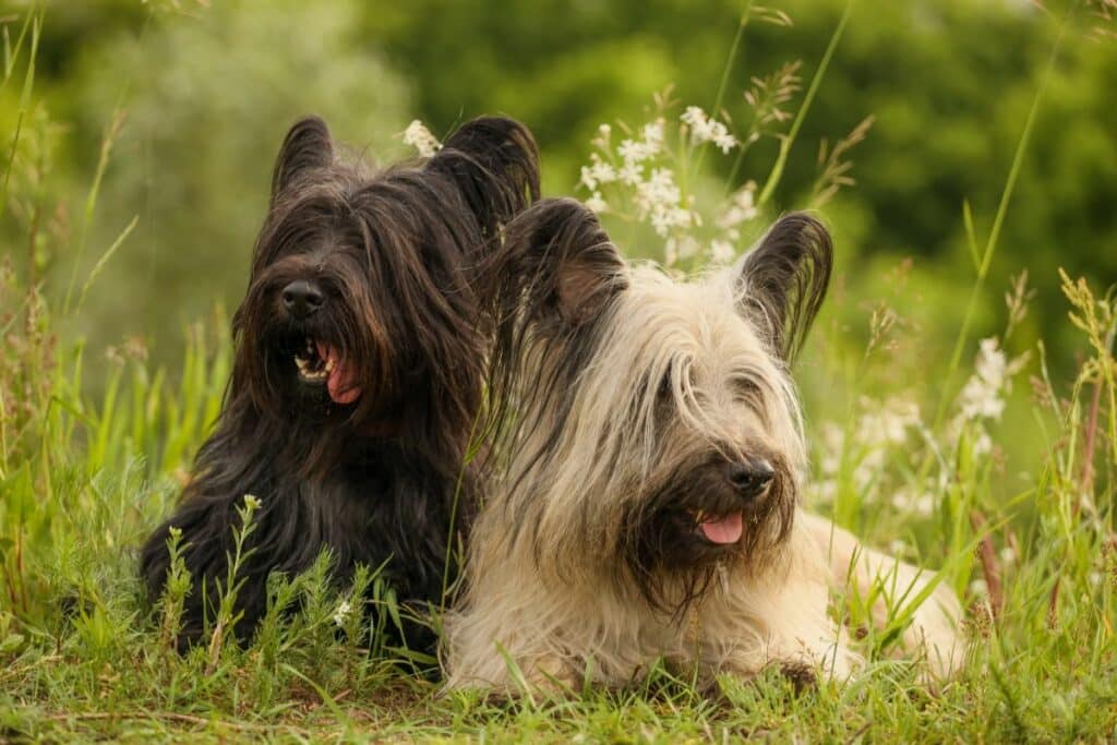 skyeterrier3