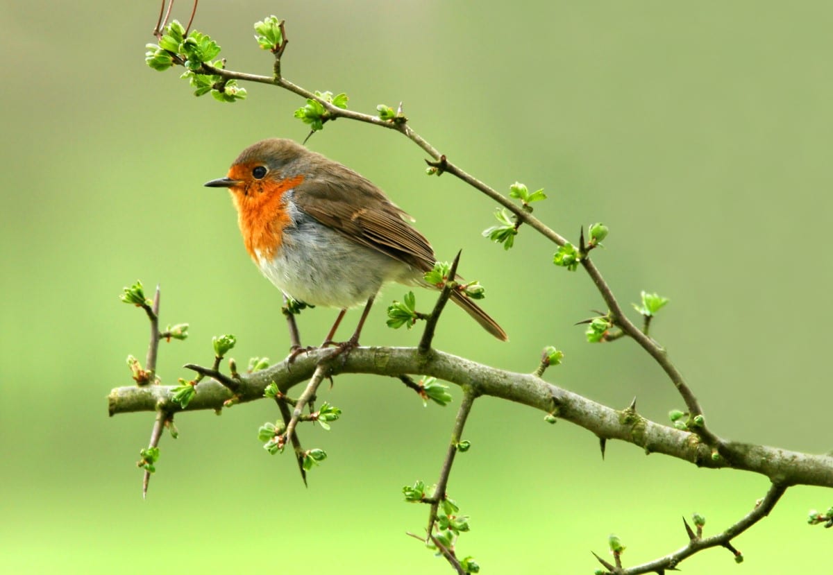 vogelarten 1