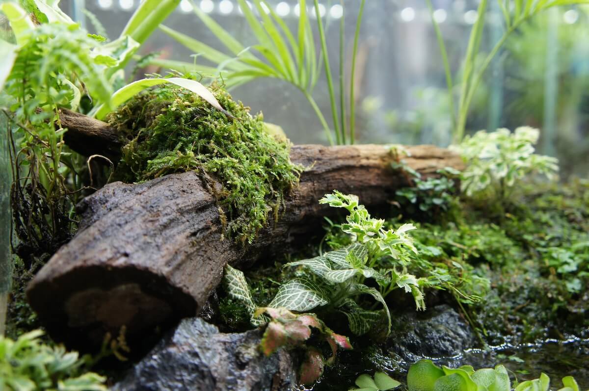 Terrarien bepflanzen