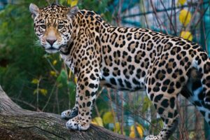 netzwerx wildlife 3193850 640 Jaguar
