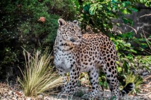 teefarm leopard 1851398 640