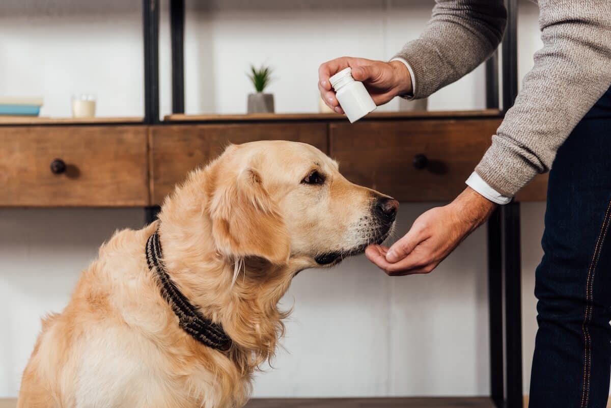 Vitamin B für Hunde