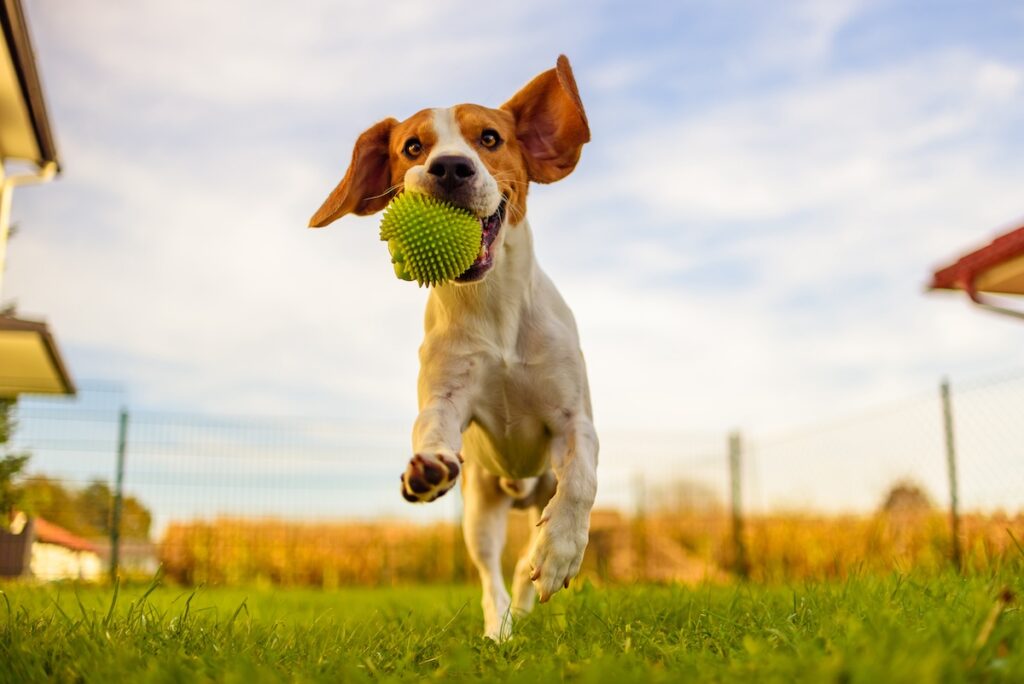 agiler hund