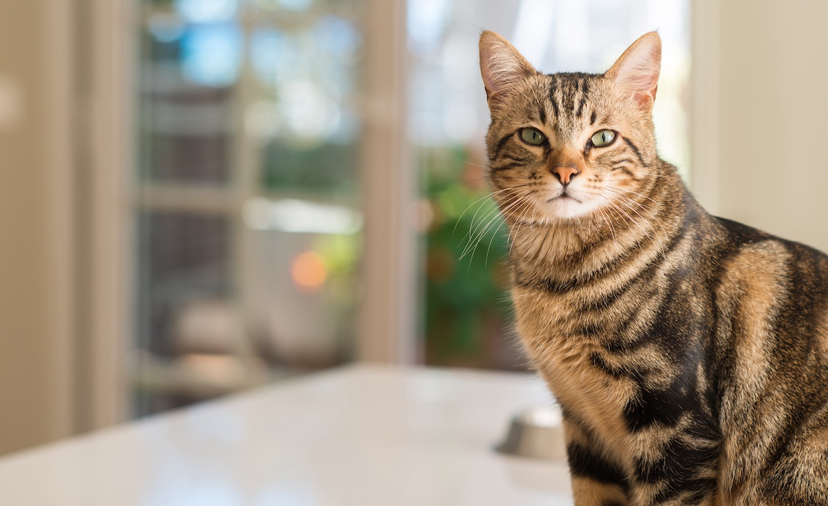 katze mit forl