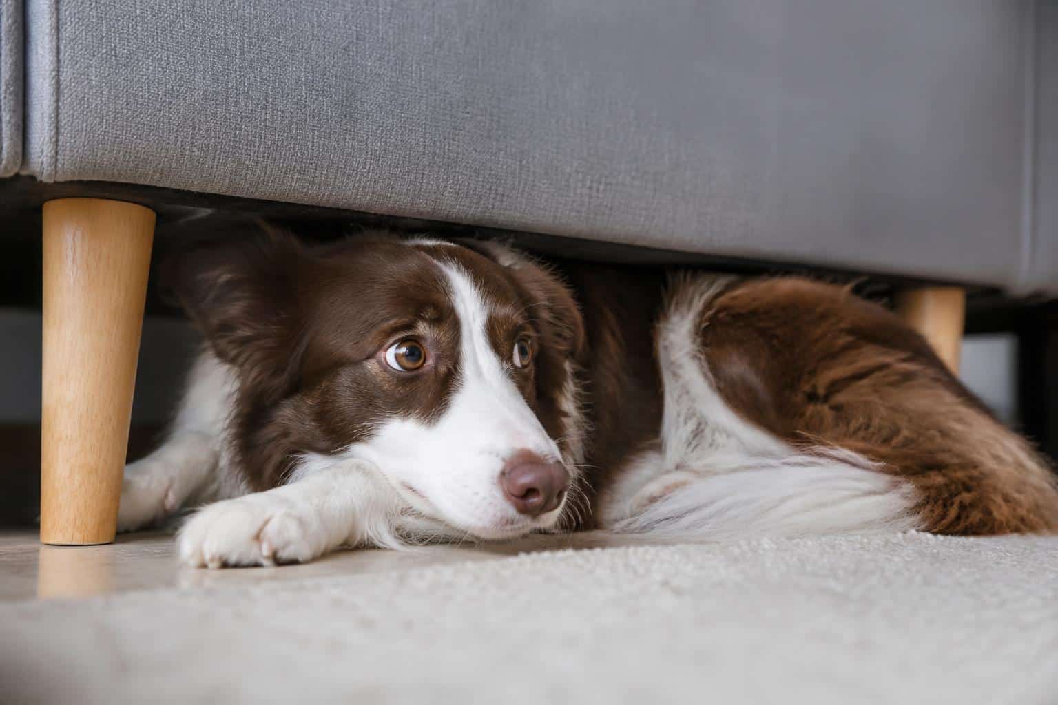 Haustierratgeber - Hunde