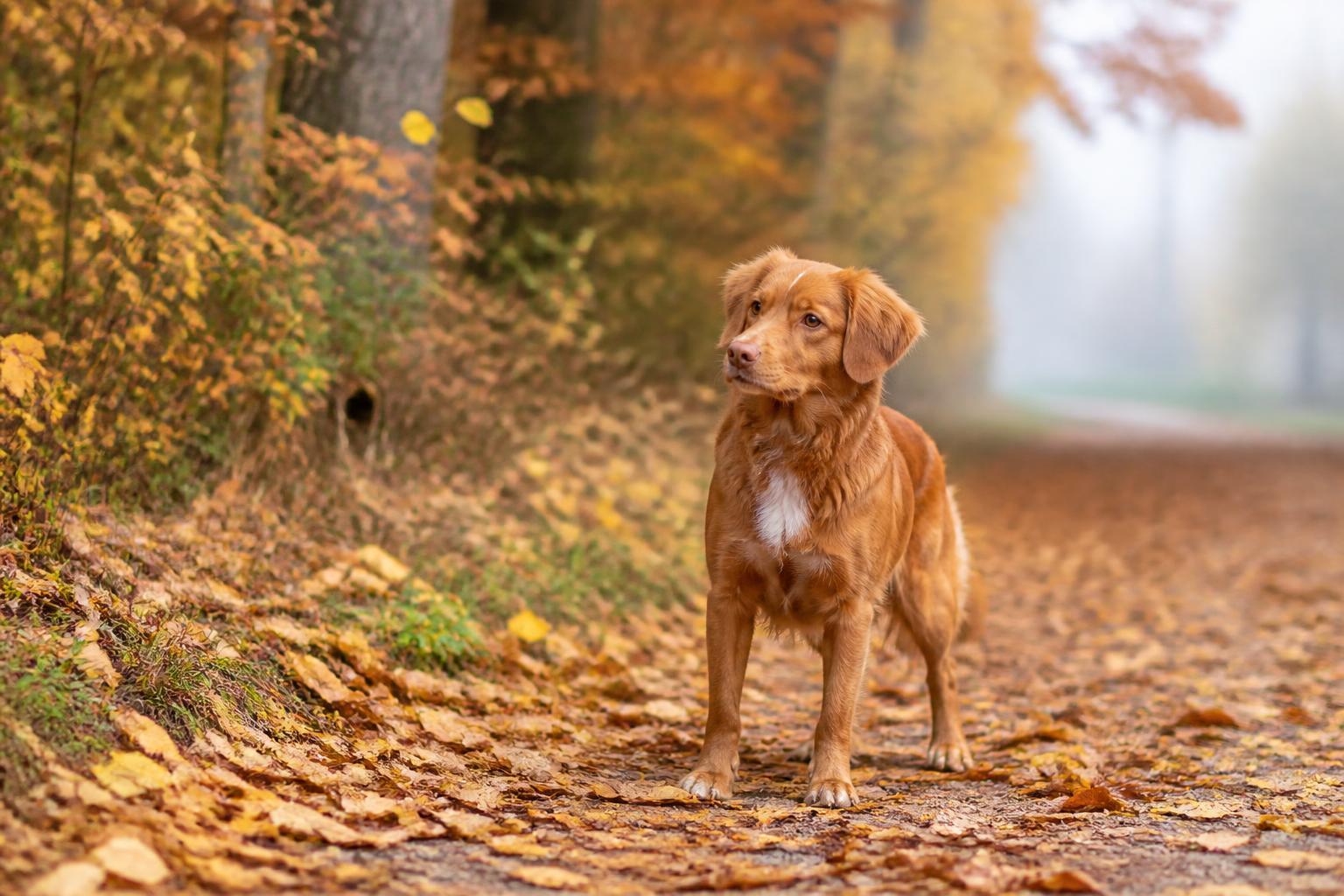 Haustierratgeber - Hunde
